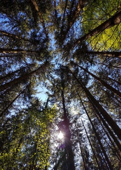 Der Wald - Ein Ort der wohltuenden Energie und Transformation für Körper, Geist und Seele