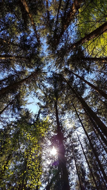 Der Wald - Ein Ort der wohltuenden Energie und Transformation für Körper, Geist und Seele